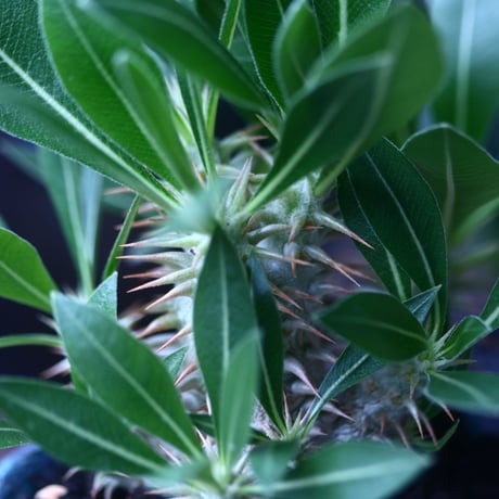 パキポディウム グラキリス 実生  Pachypodium rosulatum var. gracilius no.61423
