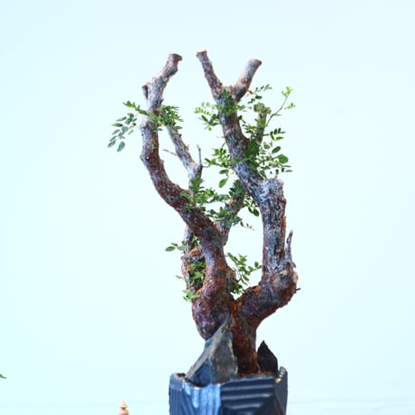 Commiphora monstrosa × N/OH   no.90342