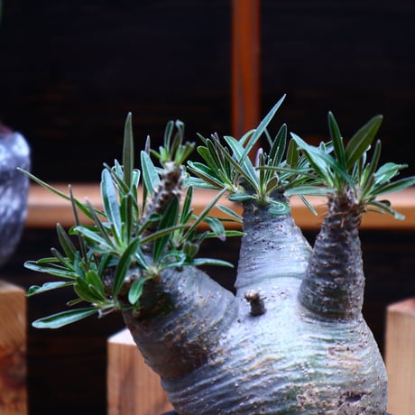 パキポディウム  グラキリス／Pachypodium  gracilius       no.52327