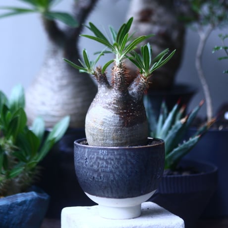 パキポディウム グラキリス   Pachypodium rosulatum var. gracilius no.61421