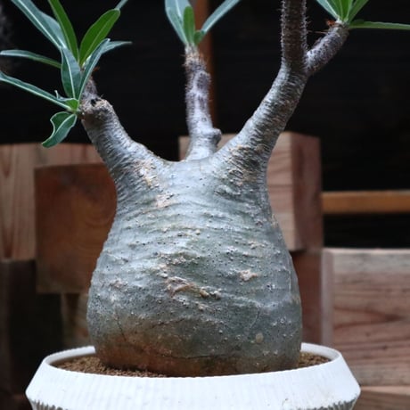パキポディウム  グラキリス／Pachypodium  gracilius    no.92531