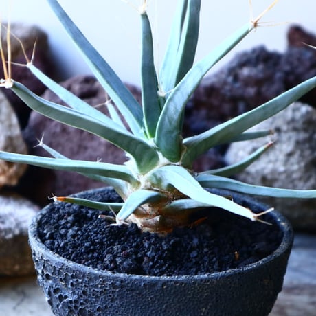 レウクテンベルギア  晃山    Leuchtenbergia principis  no.32225