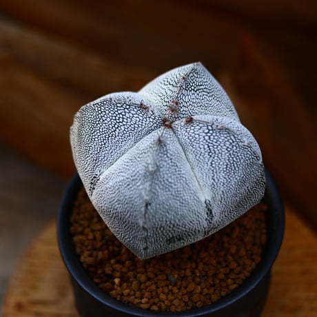 アストロフィツム  恩塚ランポー玉  / Astrophytum myriostigma cv.  no.22661
