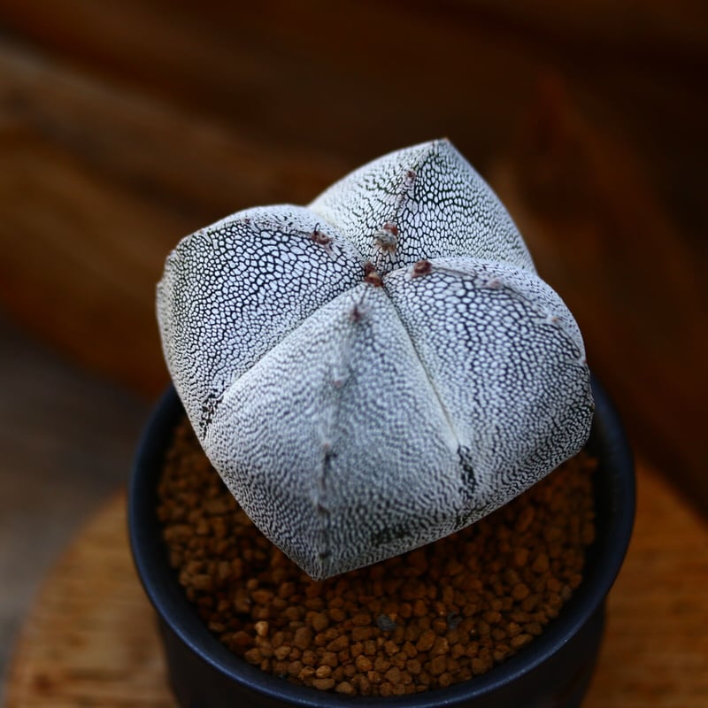 アストロフィツム 恩塚ランポー玉 / Astrophytum myriostigma cv