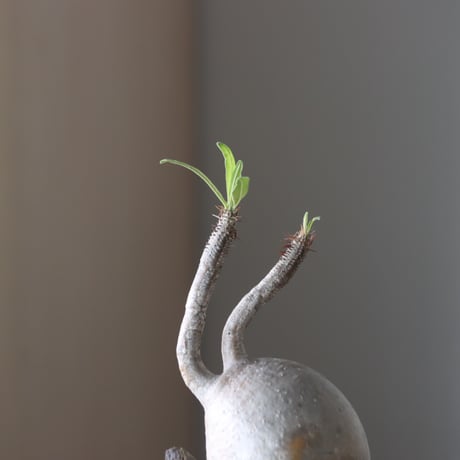 Pachypodium gracilius × YAMABACHI var. N/OH  no.905-31
