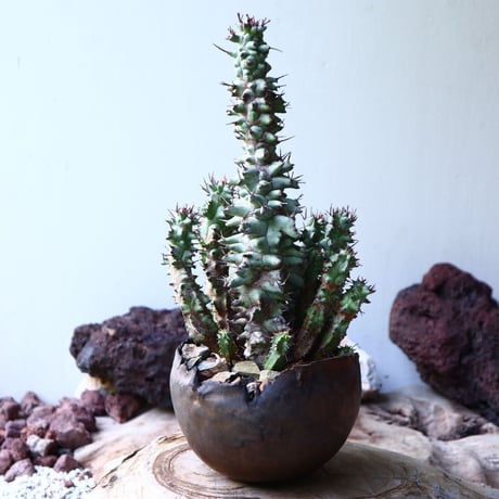 ユーフォルビア   ホリダ モンスト    Euphorbia horrida f. monstruosa   no.008