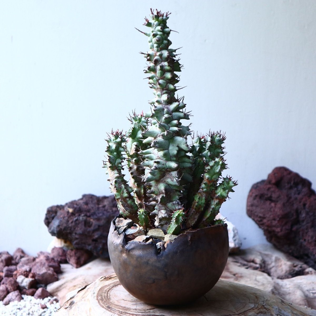 ユーフォルビア ホリダ モンスト Euphorbia horrida f. mons