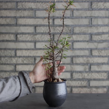 Fouquieria purpusii × N/OH (4号)  no.524/6