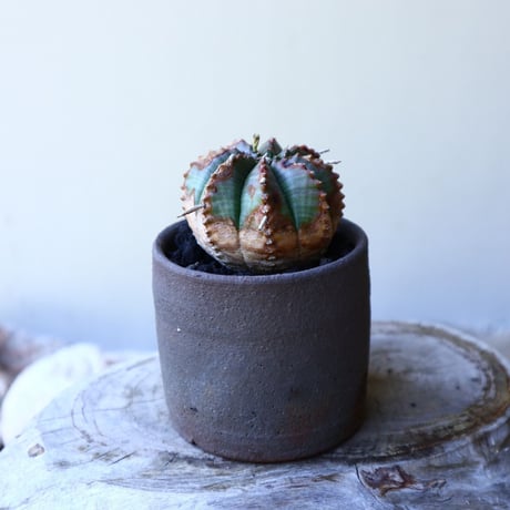 ユーフォルビア  バリダ  hyb   Euphorbia valida  hyb   no.60202
