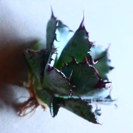 アガベ チタノタ　ブラック＆ブルー Agave titanota black&bule   no.20903