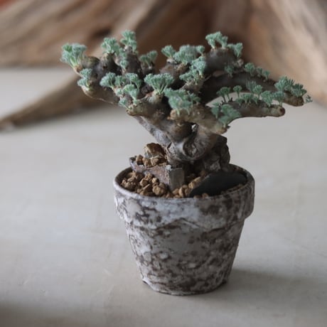 Sarcocaulon multifidum ×  YAMABACHI var. takero pot  no.63049
