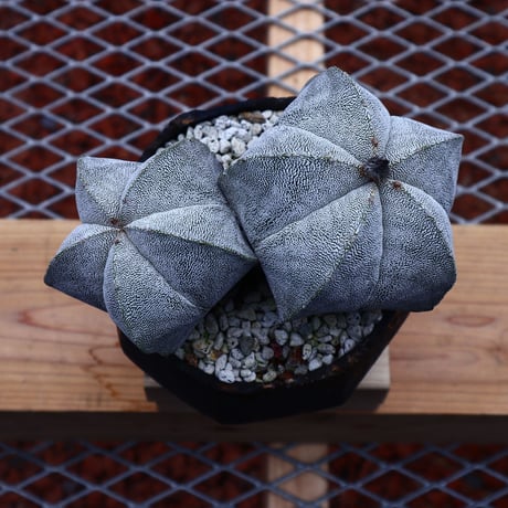 アストロフィツム  恩塚ランポー玉 ／Astrophytum myriostigma cv.　no.50220