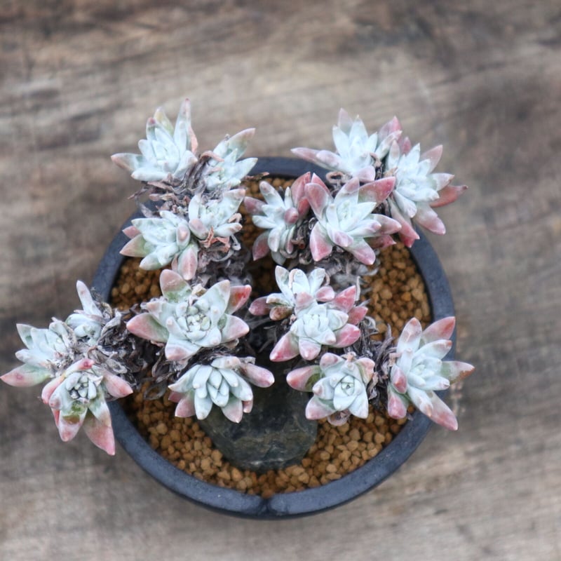 [同梱¥1180]ダドレアホワイトグリーニー　多肉　ゆうパケポスト又はmini 同梱¥1180]ダドレアホワイトグリーニー 多肉 ゆうパケポスト又はmini