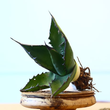 Agave ferox ×Sharkskin / Style of Chika   no.1015/92