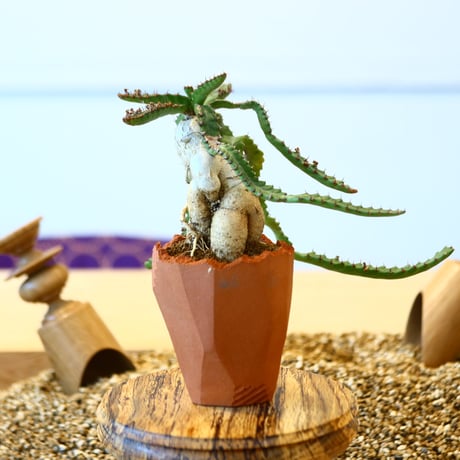 N/OH × Euphorbia stellata   no.61848
