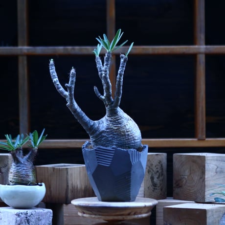 パキポディウム  グラキリス ／Pachypodium  gracilius     no.103148