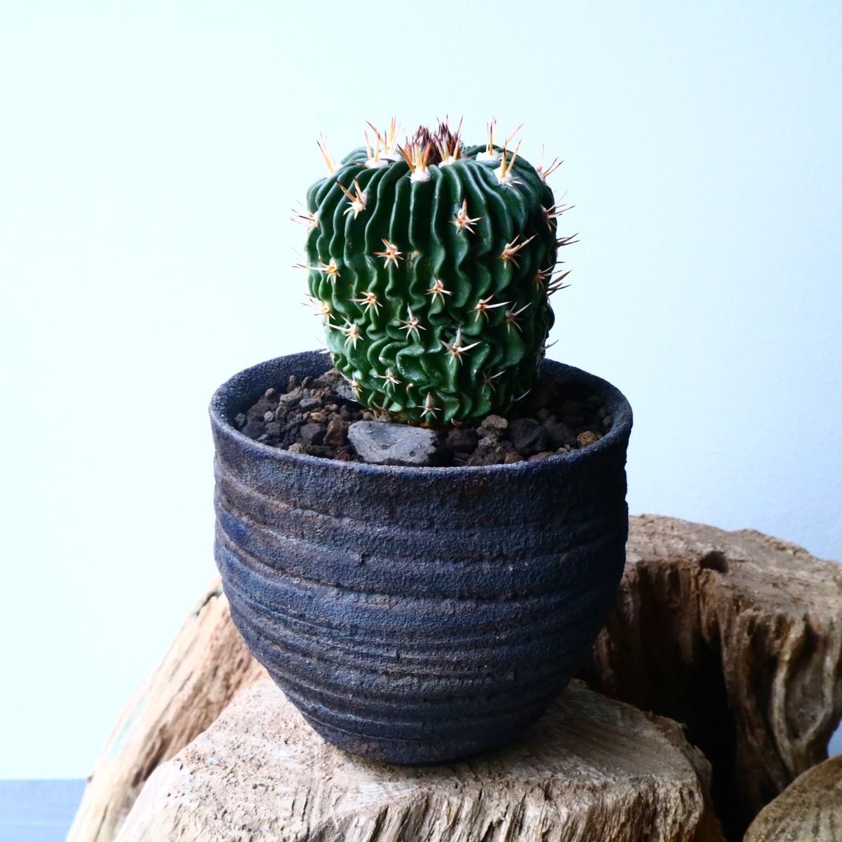 エキノフォスロカクタス 短刺縮玉 Echinofossulocactus zacateca エキノフォスロカクタス 短刺縮玉 Echinofossulocactus zacateca