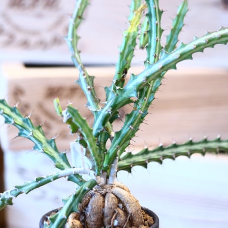 Euphorbia knuthii × YAMABACHI var. takero pot   no.10798