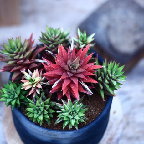 ハオルチア コテキニシキ／Haworthia hyb. KOTEKI NISHIKI   no.21347