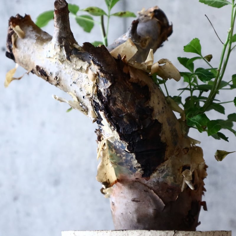 コミフォラ カタフ Commiphora kataf no.022 | 芽の巣山