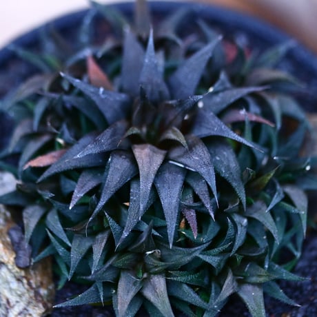 ハオルチア 大型パークシアーナ／Haworthia parksiana  no.21331