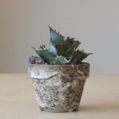 Agave titanota black&bule × YAMABACHI var. takero pot (3号鉢)   no.426-26