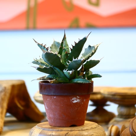 agave titanota No1 × 陶器鉢　no31041