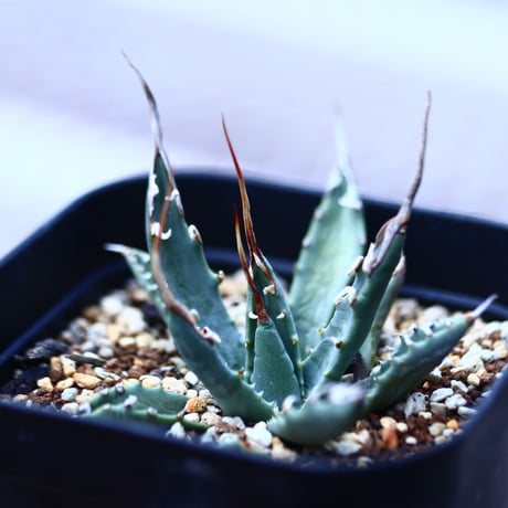 アガベ  ユタエンシス    エボリスピナ  Agave uthaensis var. eborispina  no120613
