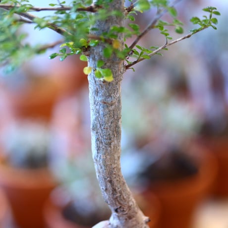 YAMABACHI ver. takero pot  × Operculicarya decaryi  no.102249
