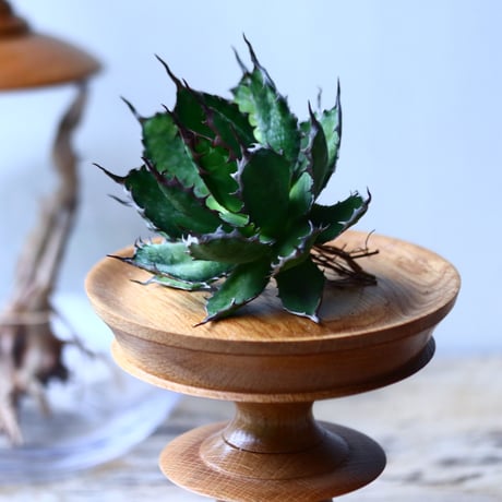 アガベ ホリダ    Agave horrida     no.1025-6