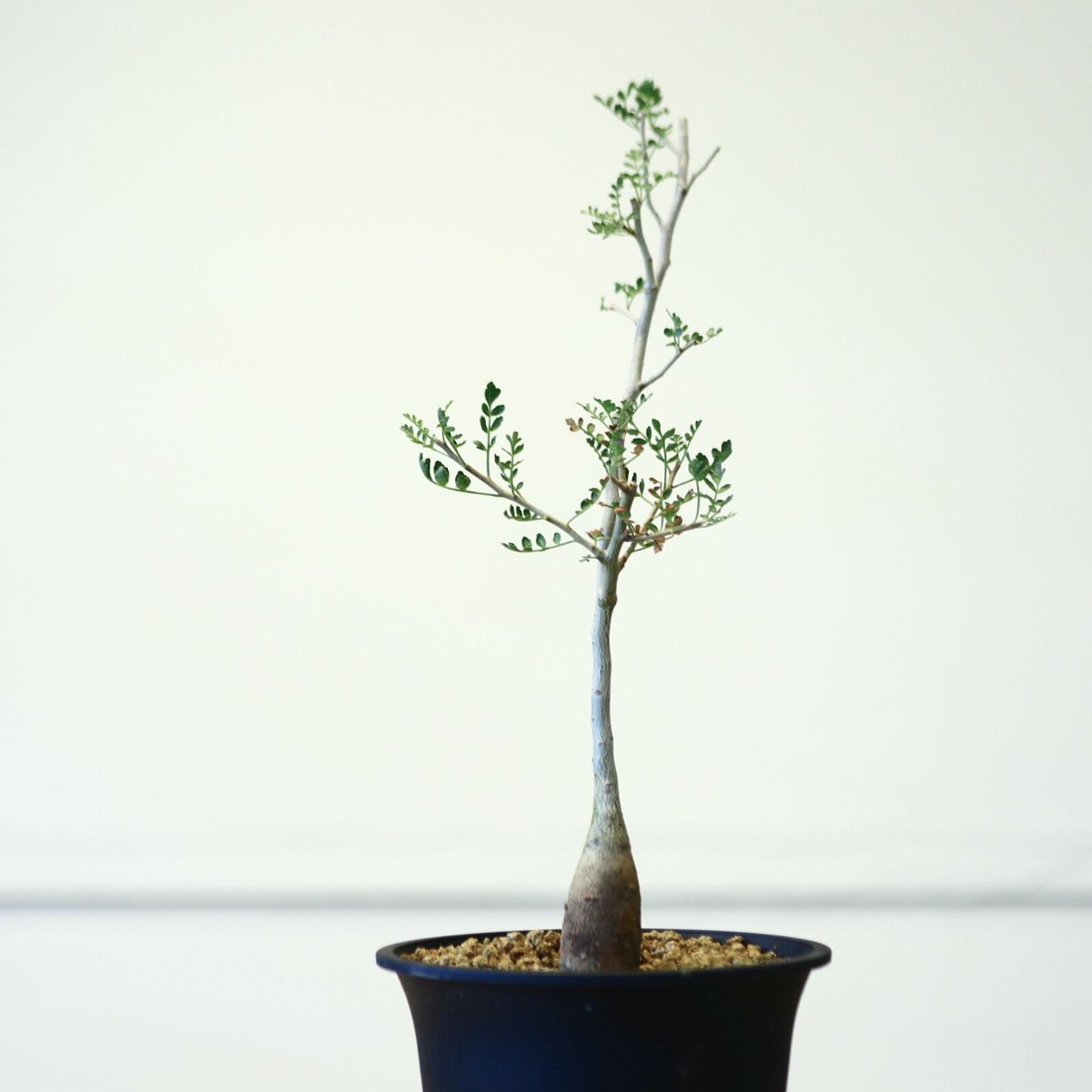 パキコルムス ディスカラー (象の木)実生 / Pachycormus discolor