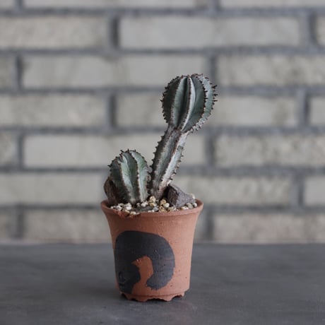 Euphorbia polygona × N/OH (2.5号)  no.614/19