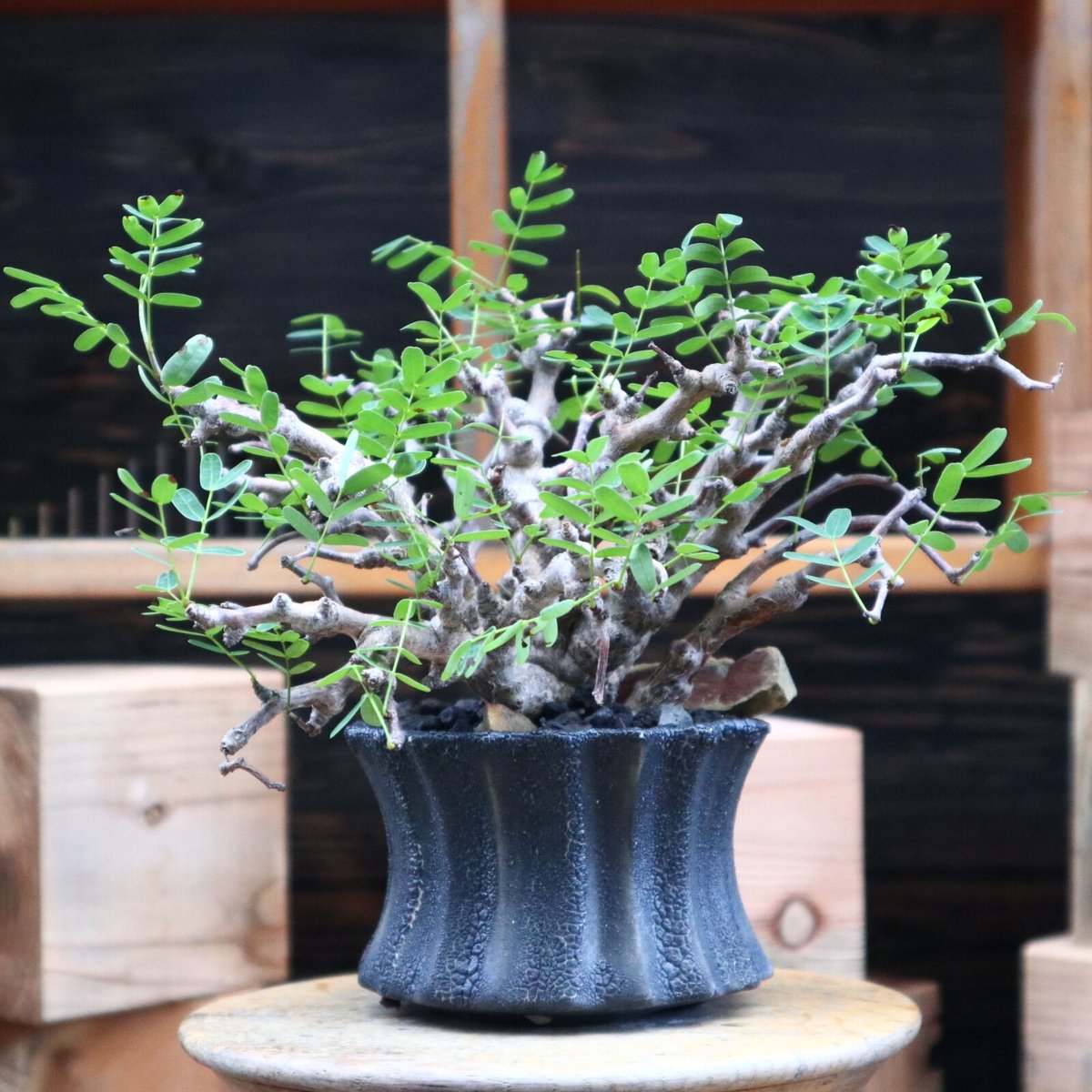 センナ メリディオナリス／Senna meridionalis no.82109 | 芽の巣山