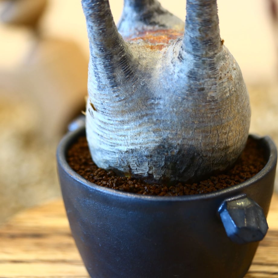 648d2147941bd60082a22f1e