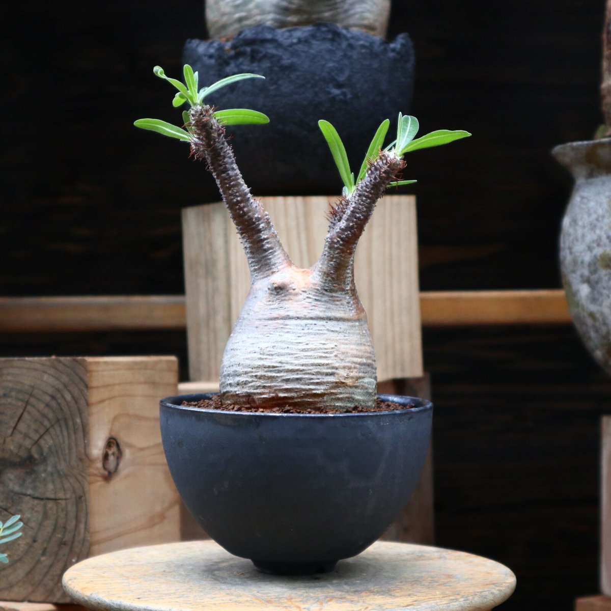 パキポディウム グラキリス／Pachypodium gracilius no.82