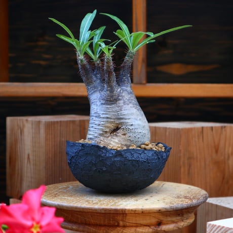 パキポディウム  グラキリス／Pachypodium  gracilius       no.60562