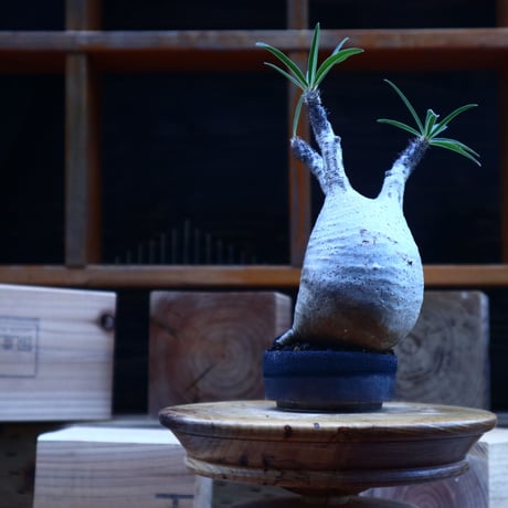 パキポディウム  グラキリス／Pachypodium  gracilius       no.62051