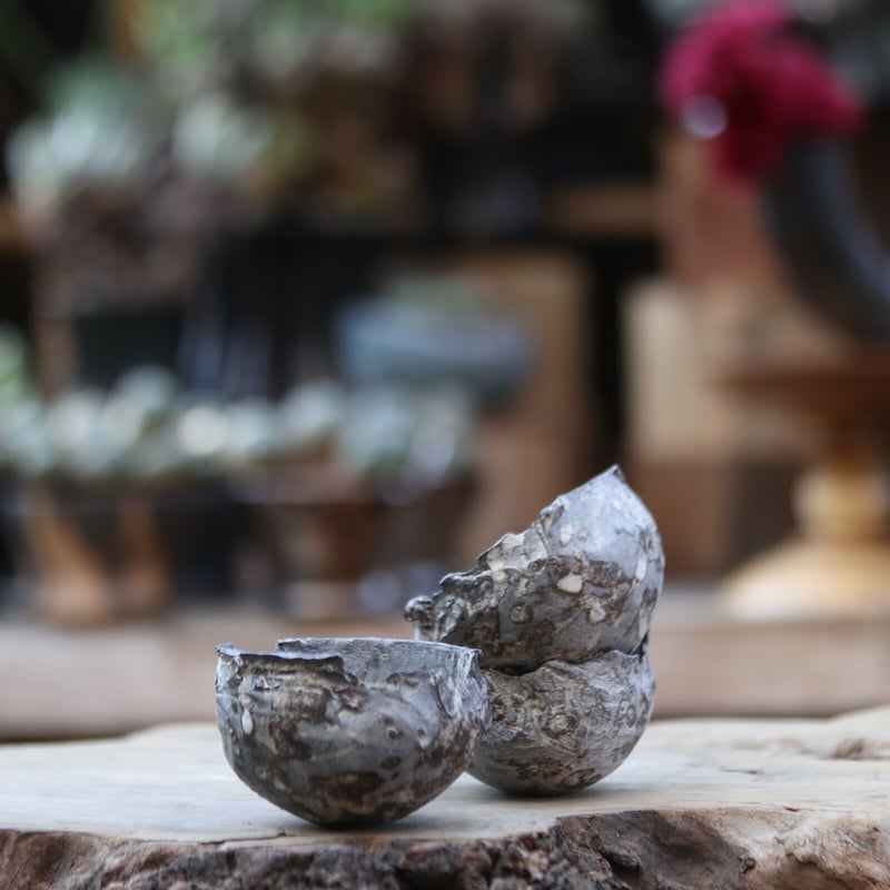 早い者勝ち　たけろうポット　ちぎり　L 鉢　pot fit=scale-down,w=1200