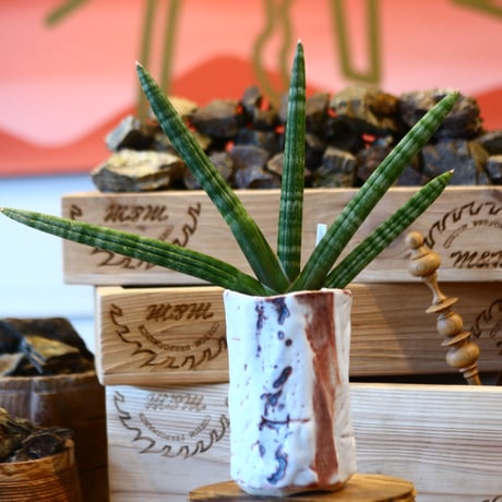Sansevieria Boncellensis × Kairagi　no.107113