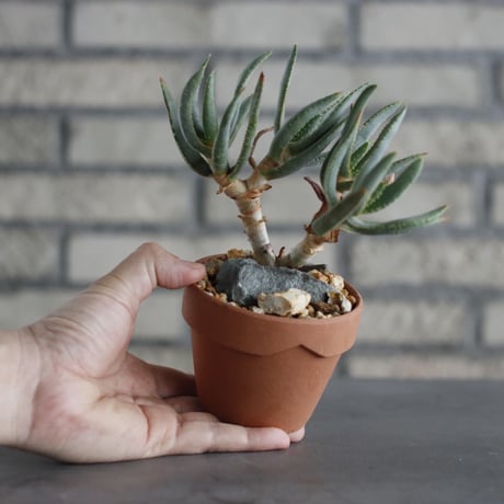 Aloe ramosissima × YAMBACHI (3号)  no.607/28