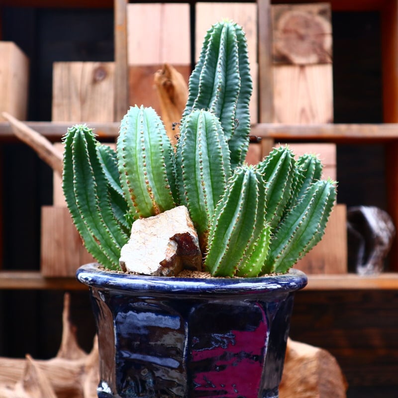 ユーフォルビア バリダ×ホリダ / Euphorbia valida × horrida