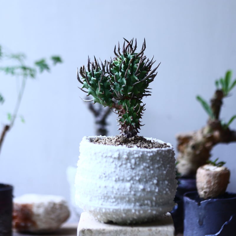 ユーフォルビア 闘牛角 スコエンランディ 塊根植物 多肉植物 b9e086b1fe2e067c1ca421f8818019