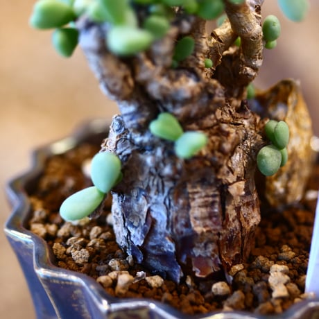 Ceraria pygmaea × soso     no.31021