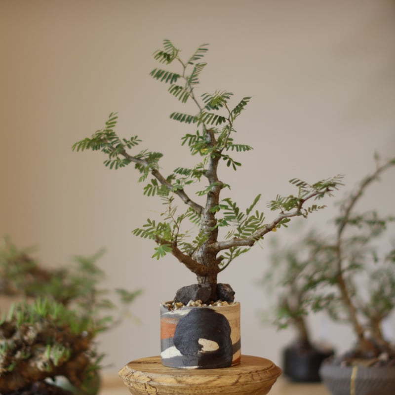 Senna meridionalis × N/OH (3号) no.1123/9 | 芽の巣山