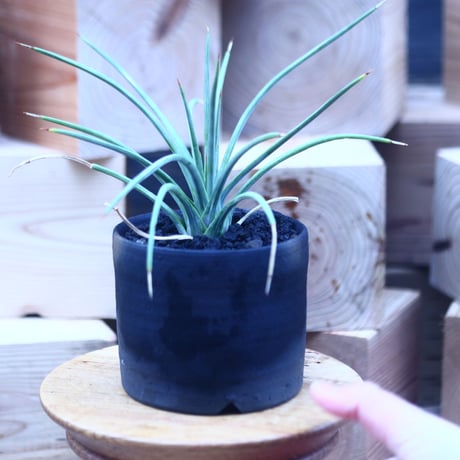 アガベ  ストリクタ  ナナ　Agave stricta 'Nana'　 no.31402