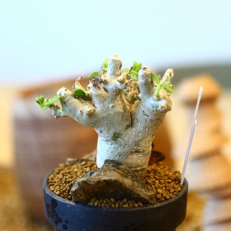 YAMABACHI ver. takero pot × Pterodiscus makatiniensis   no.40704
