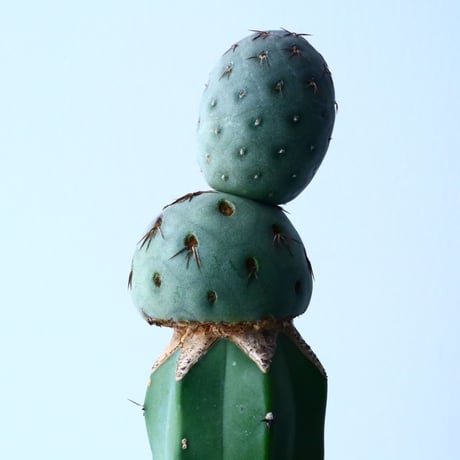 テフロカクタス    ゲオメトリクス   Tephrocactus geometricus  No.030