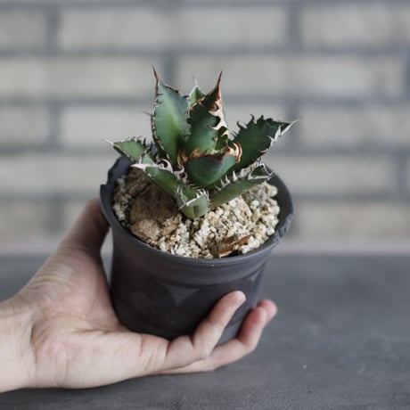 Agave titanota"Red Catweezle” × N/OH (4号)  no.510/23