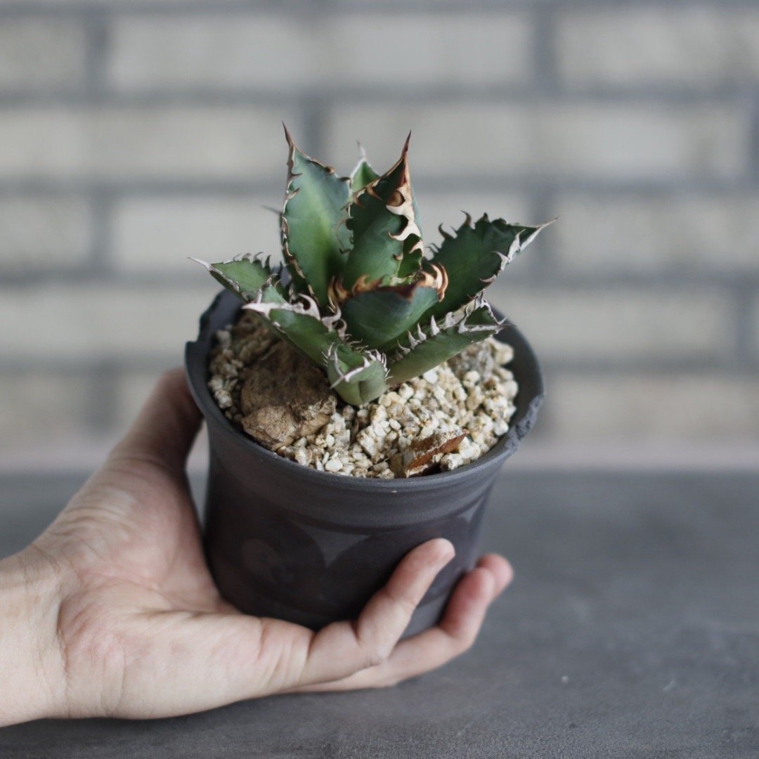 Agave titanota