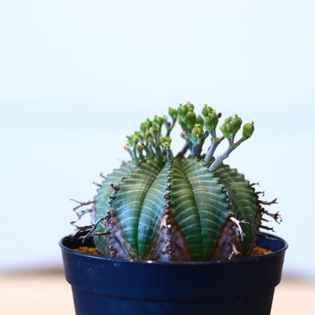 ユーフォルビア  バリダ♀ / Euphorbia valida    no.51460